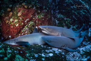 White Tip Sharks, Roca Partida México by Alejandro Topete 
